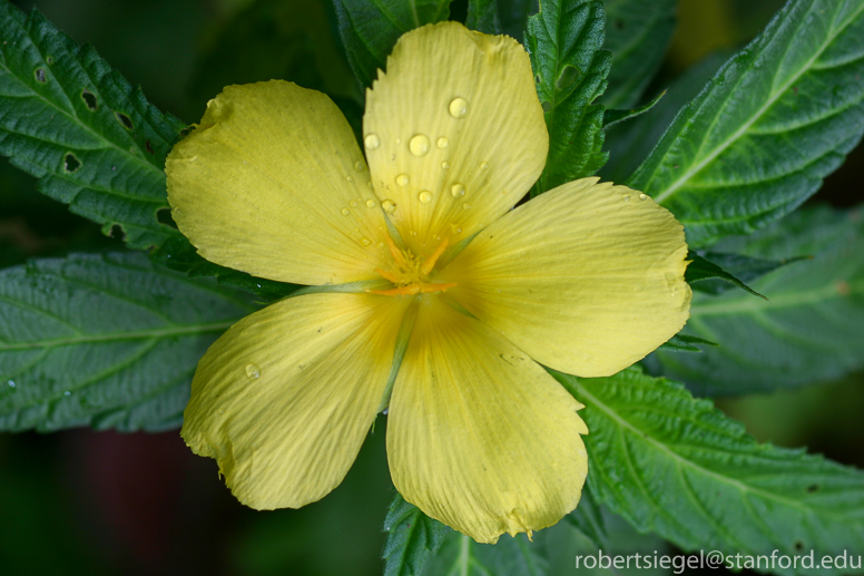 yellow flower